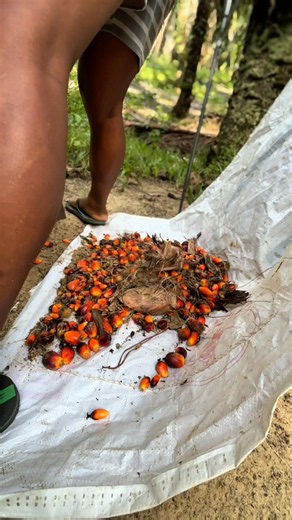 Oil palm seeds.