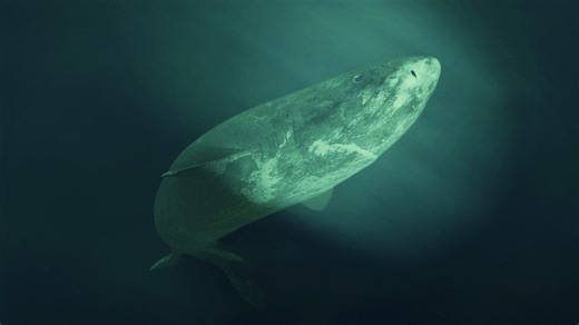 Photo of Greenland Shark Labeled ‘392 Years Old’ Spreads—Here’s the Truth