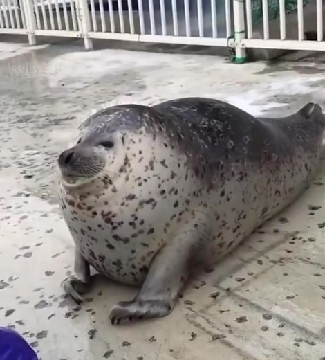 Squishy Seal Animation Meme
