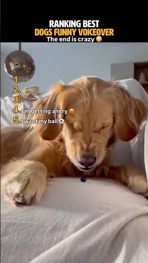 Ranking the Best Dog Voiceovers Ever (You Won’t Stop Laughing!)