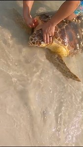 7.7K views · 138 reactions | Cant believe i caught this sea trutle from the beach! #fishing #turtle #seaturtle #crazy | Bearded Brad | Facebook