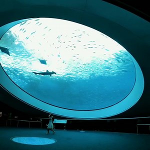 Always imagined what it would feel like to relax on the ocean floor? The Frost Museum of Science's exhibits is larger-than-life and immersive, lulling you into a trance as you watch the sharks and stingrays drift by Pro Tip: lay down under the glass for maximum relaxation. #LoveFL Bookmark this spot for a future family-friendly adventure: https://bit.ly/2Rjg2td 📹: next_dive 📍: Phillip and Patricia Frost Museum of Science | VISIT FLORIDA