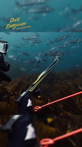 Sea bass paradise | Daniel Mann - Dive Everywhere
