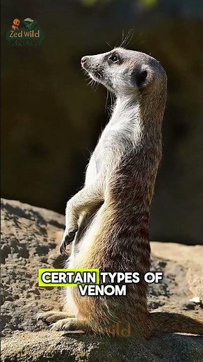 Amazing Meerkat Facts Brave Little Hunters of Africa!