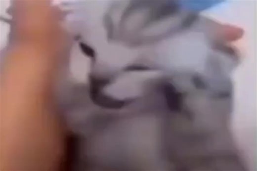 The cute sounds they make😩❤️#meme #dankmemes #catmeme #catlover #420weedsmoker