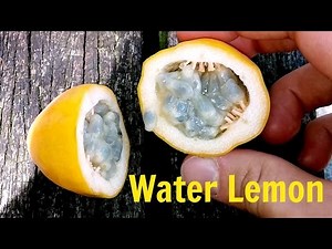 Water Lemon - Weird Fruit Explorer in Singapore - Ep. 82