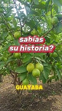 LA GUAYABA conoce su historia #naturalezahistorica