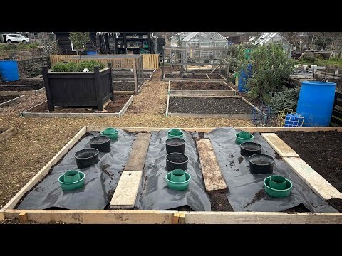 No 269 - “Tomato Trick Every Allotment Gardener Should Know!”