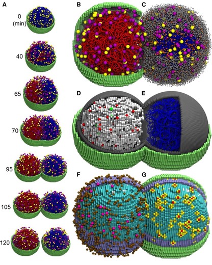 Bringing the genetically minimal cell to life on a computer in 4D By Zane R. Thornburg, Andrew Maytin, Jiwoong Kwon, Troy A. Brier, Benjamin R. Gilbert, Enguang Fu, Yang-Le Gao, Jordan Quenneville… | Dmitry Suplatov