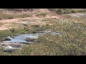 leopard captures wildebeest which crosses river