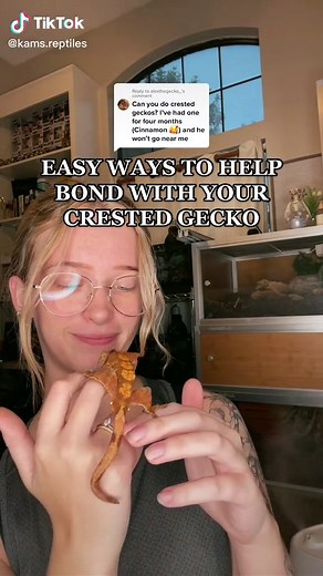Replying to @alexthegecko_ how to bond with a new or old crested gecko! keep in mind that when you first buy one, leave them alone for a couple weeks! this allows them to get used to their environment before getting used to you. 🤍🌿 #crestedgecko #crestedgeckosoftiktok #crestedgeckocare #greenscreenvideo