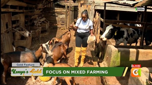 3.6K views · 73 reactions | Focus on mixed farming in Embu: Sustainable animal farming in mixed systems Mixed farming integrates animal and crops in the same farm Spread of diseases is more rampant in mixed farms Capital, size of land and knowledge are some of the factors that need to be considered #KenyasGold | Citizen TV Kenya | Facebook
