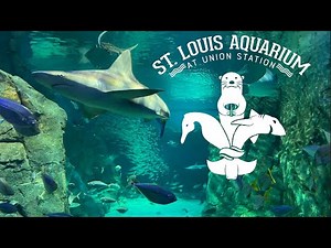 St Louis Aquarium at Union Station Tour & Review with The Legend