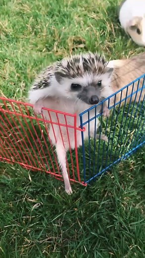 Silly Hedgehog Adventures: Cute and Funny Moments
