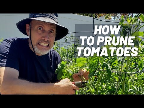 How to Prune Tomato Plants [Indeterminate tomato pruning]