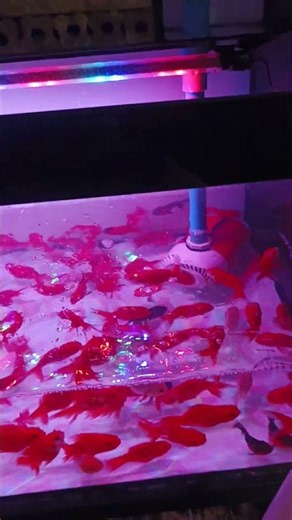 🔥 Hundreds of RED Fish in One Tank! 😱🐠 #shorts