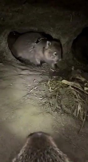 Inside a Massive Underground Burrow | BurrowScopeTV #wildlife #animals #foxcaptureplan