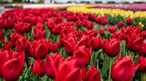 Autonomous robots help farmers prepare for world's largest tulip bloom