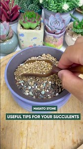 How to Repot Succulents | Step-by-Step Guide for Beginners