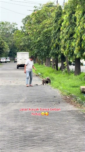 Bandit imut🥰🥰#americanbully