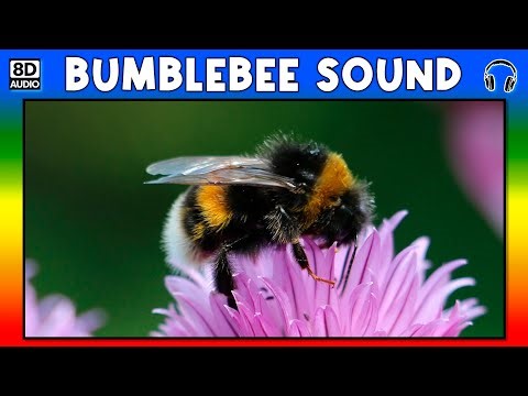 🐝 BUMBLEBEE SOUND - BUMBLEBEE SOUND EFFECT - SOUND OF BUMBLEBEE - NOISE OF BUMBLEBEE
