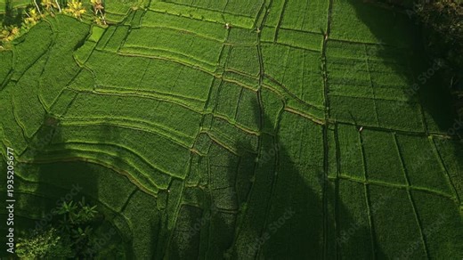 Beautiful Rice Terraces and palms in the morning lights. An iconic landscape of Tropical Bali nature