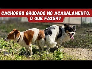 CACHORRO GRUDADO NO ACASALAMENTO: O Que Fazer Quando Cachorro Gruda ao Cruzar