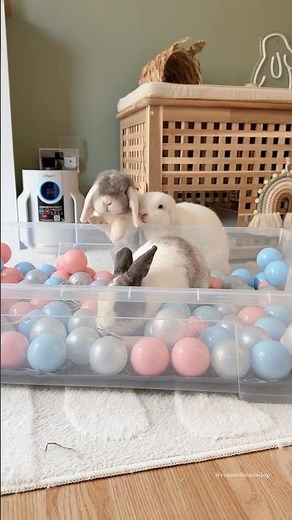 My bunnies try a ball pit for the first time! 🐰🌸 | Easy enrichment for rabbits