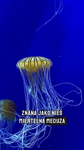 🧬 Nieśmiertelne meduzy naprawdę istnieją! 😲🌊 Brzmi jak fantastyka naukowa, ale to czysta biologia! Meduza Turritopsis dohrnii, nazywana „nieśmiertelną meduzą”, potrafi cofnąć swój cykl życia i wrócić do młodego stadium - tak jakby resetowała swoje życie! 🔄 Zamiast umierać ze starości, przechodzi proces transdyferencjacji, dzięki któremu jej komórki zmieniają funkcje i organizm się odmładza. To jedyny znany organizm na Ziemi z takim mechanizmem! 🌍💡 Czy to oznacza, że natura już dawno znalaz