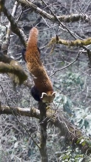 Red pandas are perfectly adapted for life in the trees. 🌳🐾 Their long tails help them balance, and their flexible ankles even let them climb down head-first 😳 But red pandas can’t survive without healthy forests — which is why we’re planting trees and restoring habitat to help them thrive. 🌱 🙏 You can support our Plant A Home for Habre campaign and make TRIPLE the impact! Gifts are matched x3 thanks to our First Panda Challengers — donate now: https://redpandanetwork.org/home-for-habre #Pla