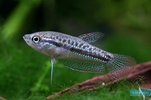 Gouramis grogneur nain • Trichopsis pumila • Fiche poissons