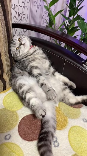 Relaxing Cat Moments: Grey and White Fur Enjoying Comfort
