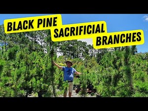 Uncover the Secret of Japanese Black Pine Pruning: Sacrificial Branches Revealed!