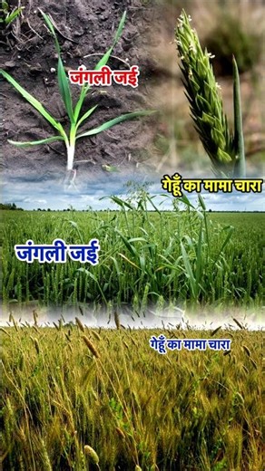 जौ में खरपतवार नाशक दवा || Jau me kharpatwar nashak dawa || Jo mein kharpatwar nashak dawai #shorts