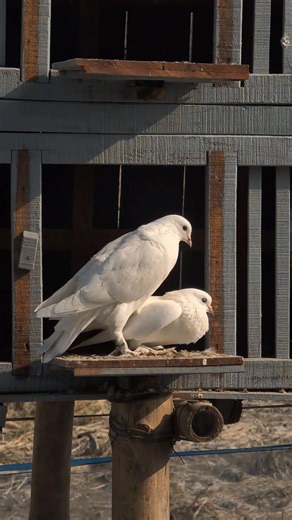 Roller Pigeons Breeding Pair | Sami Loft & FarmHouse