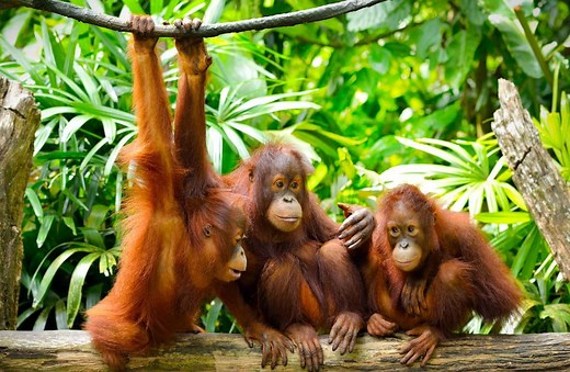 Iceland Christmas ad: Why was the palm oil advert banned?