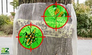 Building Effective Traps to Control Spotted Lanternfly Populations