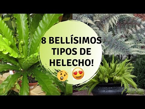 Fern types and basic care / Fern varieties