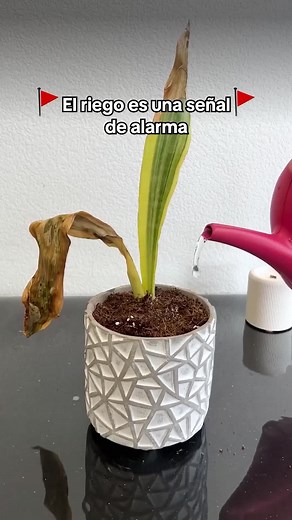 Identificador de Plantas: Conoce tus Plantas al Instante