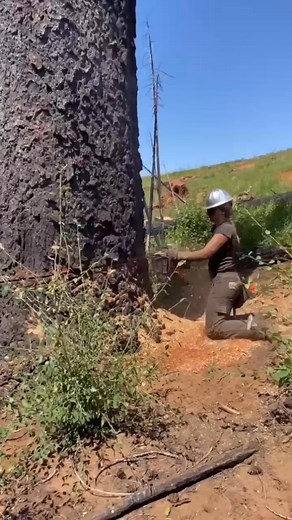 1.5K views · 20 reactions | #trending #treeclimber #viral #treecut #outdoors #viralpost #Tree #climbing | Logger & Log Hayes & Pacific Tree Climbing Lovers | Facebook
