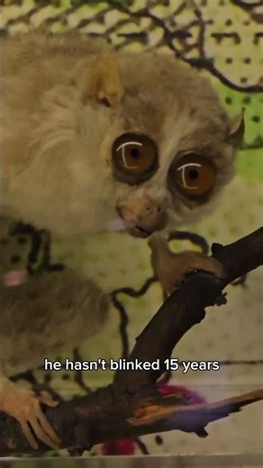 manchester museum trip