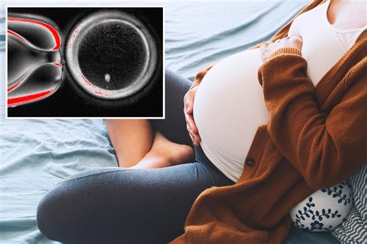 Human eggs created from skin cells for first time in landmark fertility study
