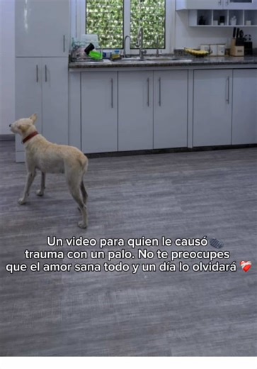 El amor todo lo sana y tengo fe que un día dejarás de tenerle miedo a un palo y también a los hombres❤️‍🩹