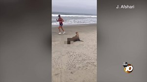 20K views · 202 reactions | Sharks normally prey on sea lions - but it's rare to see them escape. The injured sea lion sighting in North County led lifeguards to post aggressive shark warnings. STORY: https://bit.ly/31sXqXC | 10News – ABC San Diego KGTV | Facebook