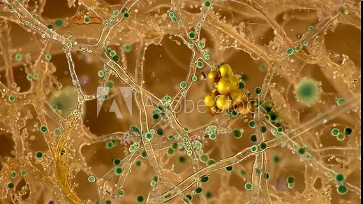 Microscopic view of Penicillium mold growing on a slice of bread, showing branching hyphae and spore-producing structures in vivid detail