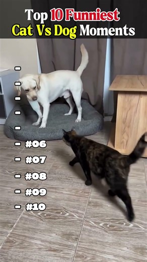 The Ultimate 10: Funny Cat & Dog Falls 2026 #shortvideo