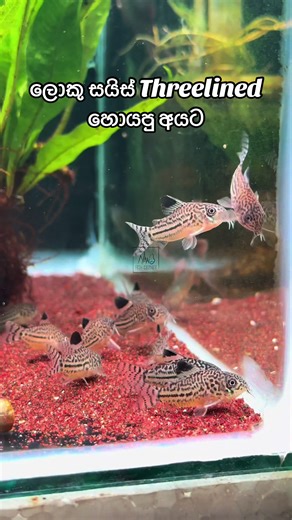 Discover the Corydoras Threelined Fish