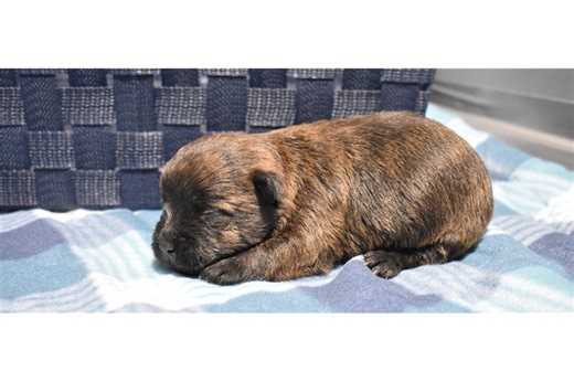 Oliver - Cairn Terrier Puppy 4F8C31