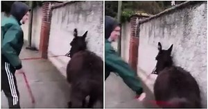 Donkey rescued after shocking video shows man repeatedly whipping it through streets of Dublin | The Irish Post