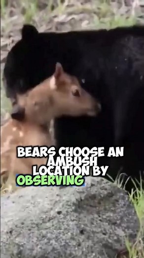 When Bears Encounter Deer: A Wildlife Encounter #Bears #Deer #shorts